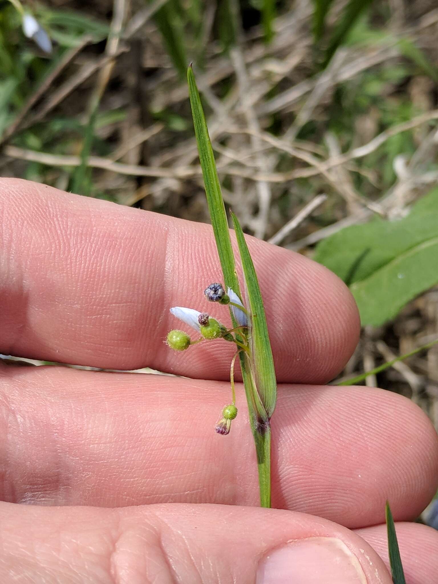 Sisyrinchium campestre E. P. Bicknell的圖片