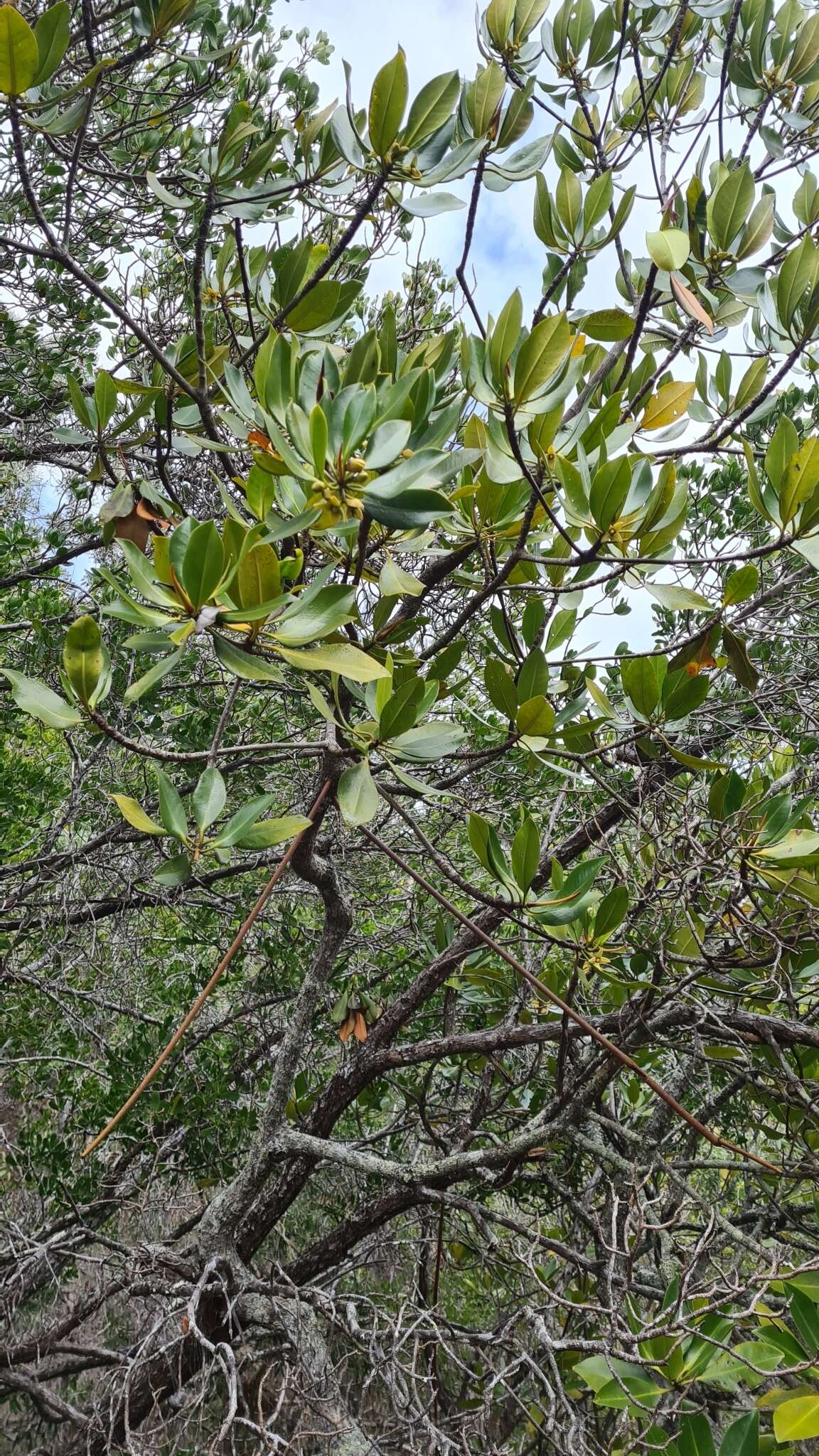 Image of Rhizophora lamarckii Montr.