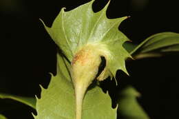 Image of Asian chestnut gall wasp