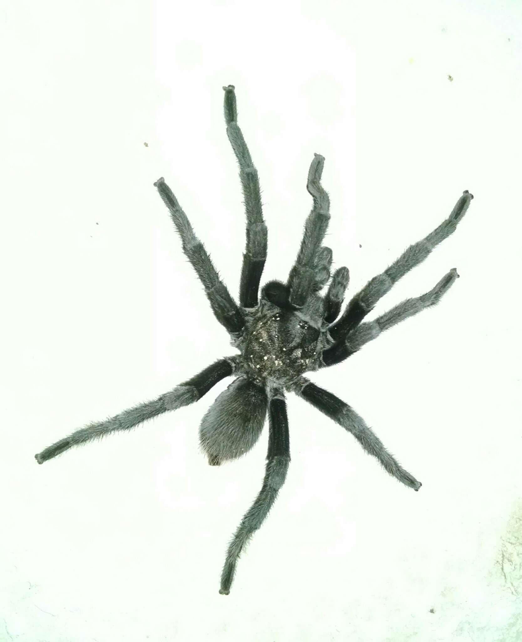 Image of Aphonopelma gabeli Smith 1995