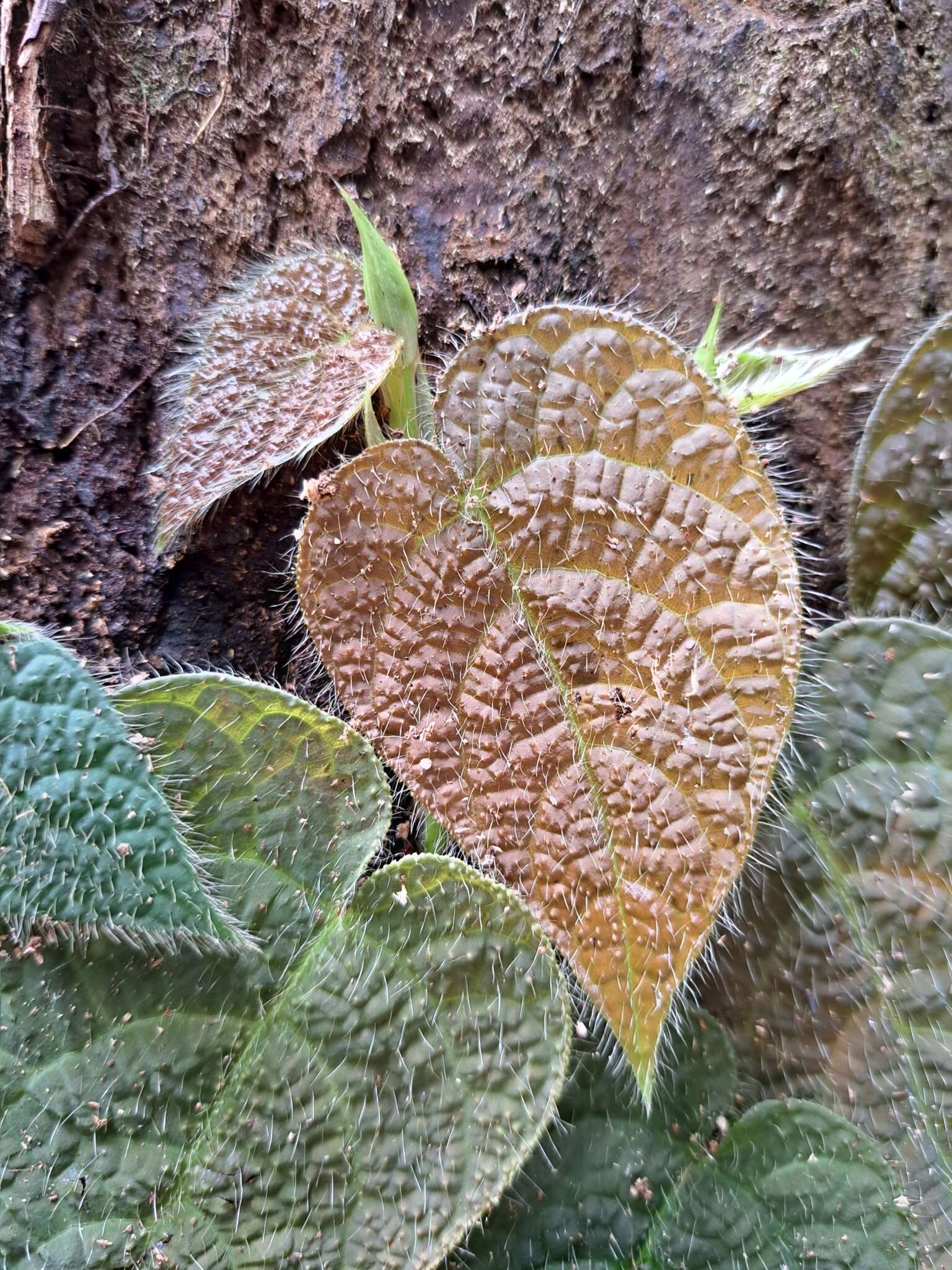 Image de Ficus villosa Bl.