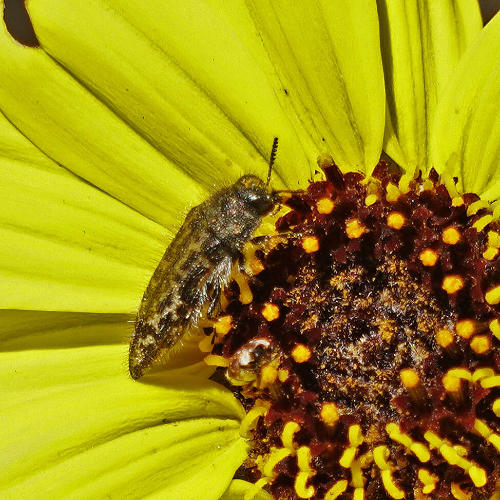 Image of Acmaeodera labyrinthica Fall 1899