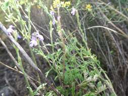 Sivun Verbena neomexicana (A. Gray) Briq. kuva