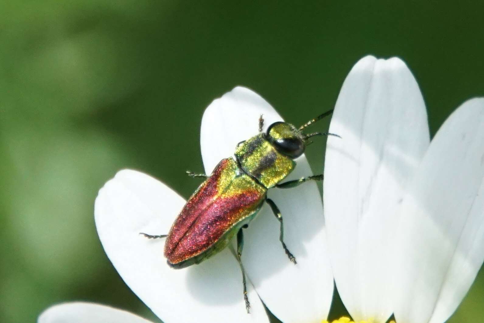 Image of Anthaxia passerinii (Pecchioli 1837)