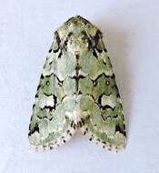 Lacinipolia viridifera McDunnough 1937的圖片