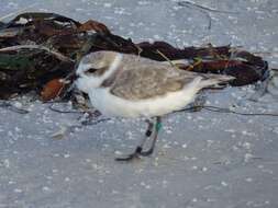 Image of Western snowy plover