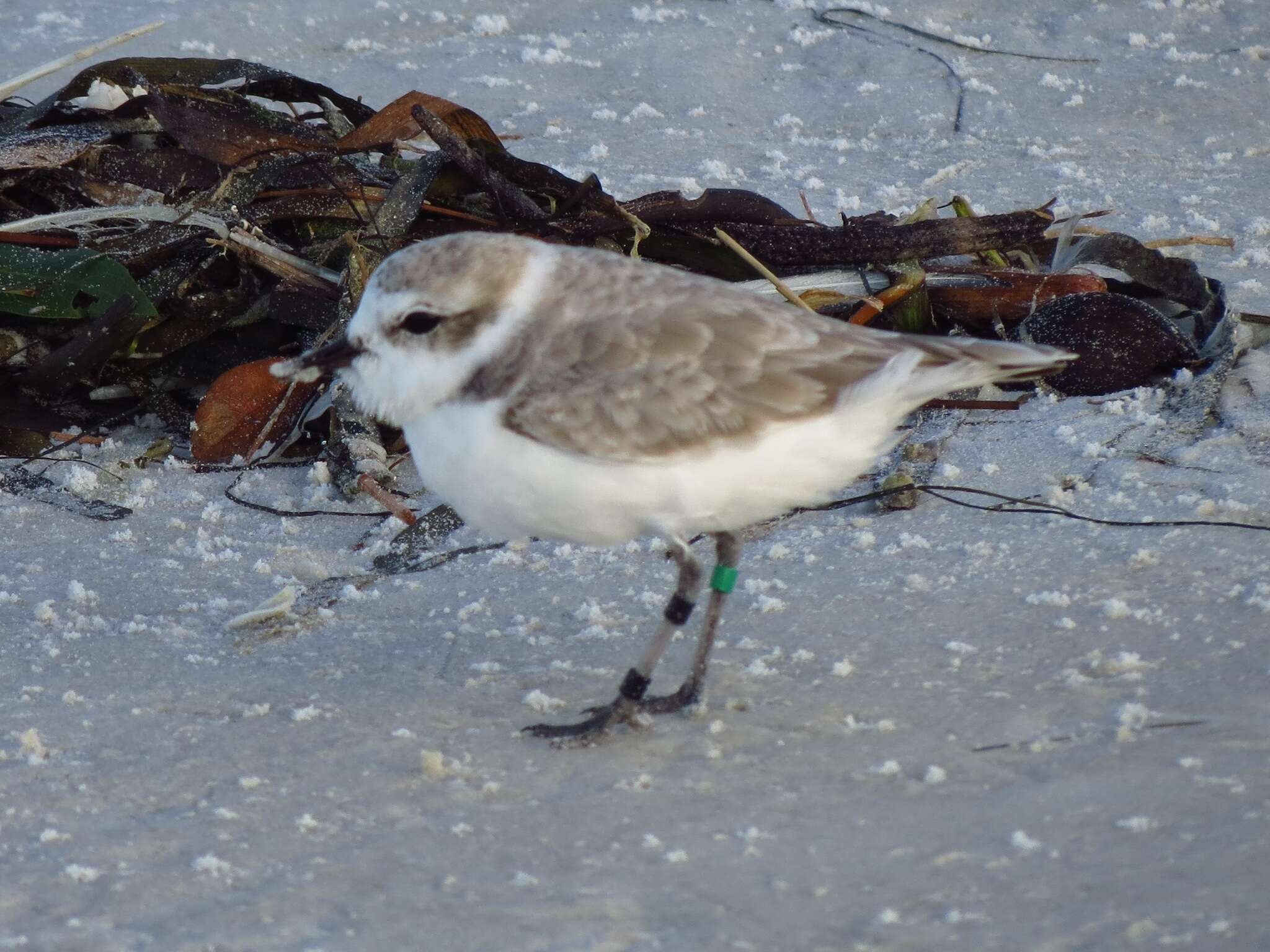 Image of Western snowy plover