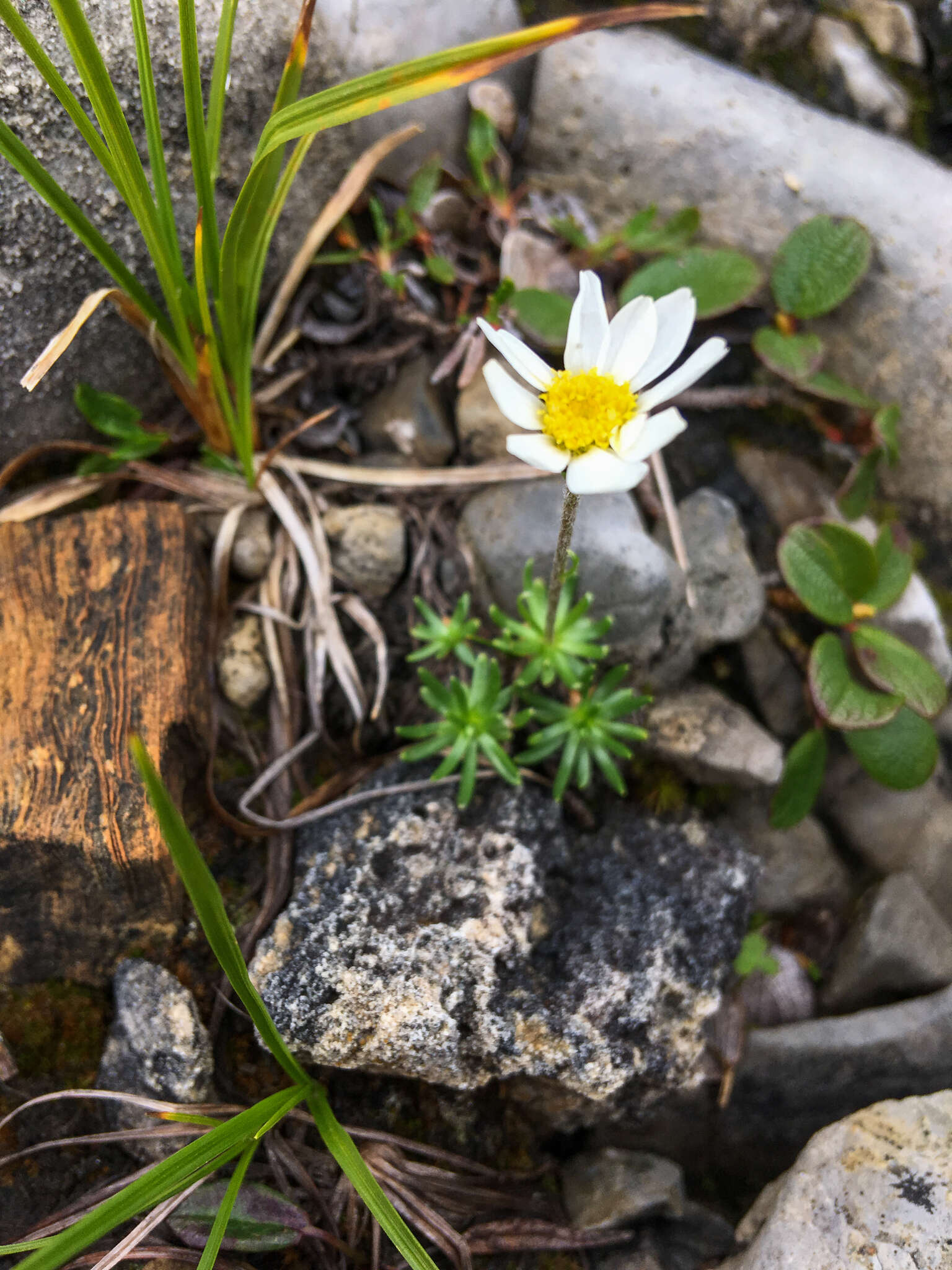 Слика од Arctanthemum integrifolium (Richards.) Tzvel.