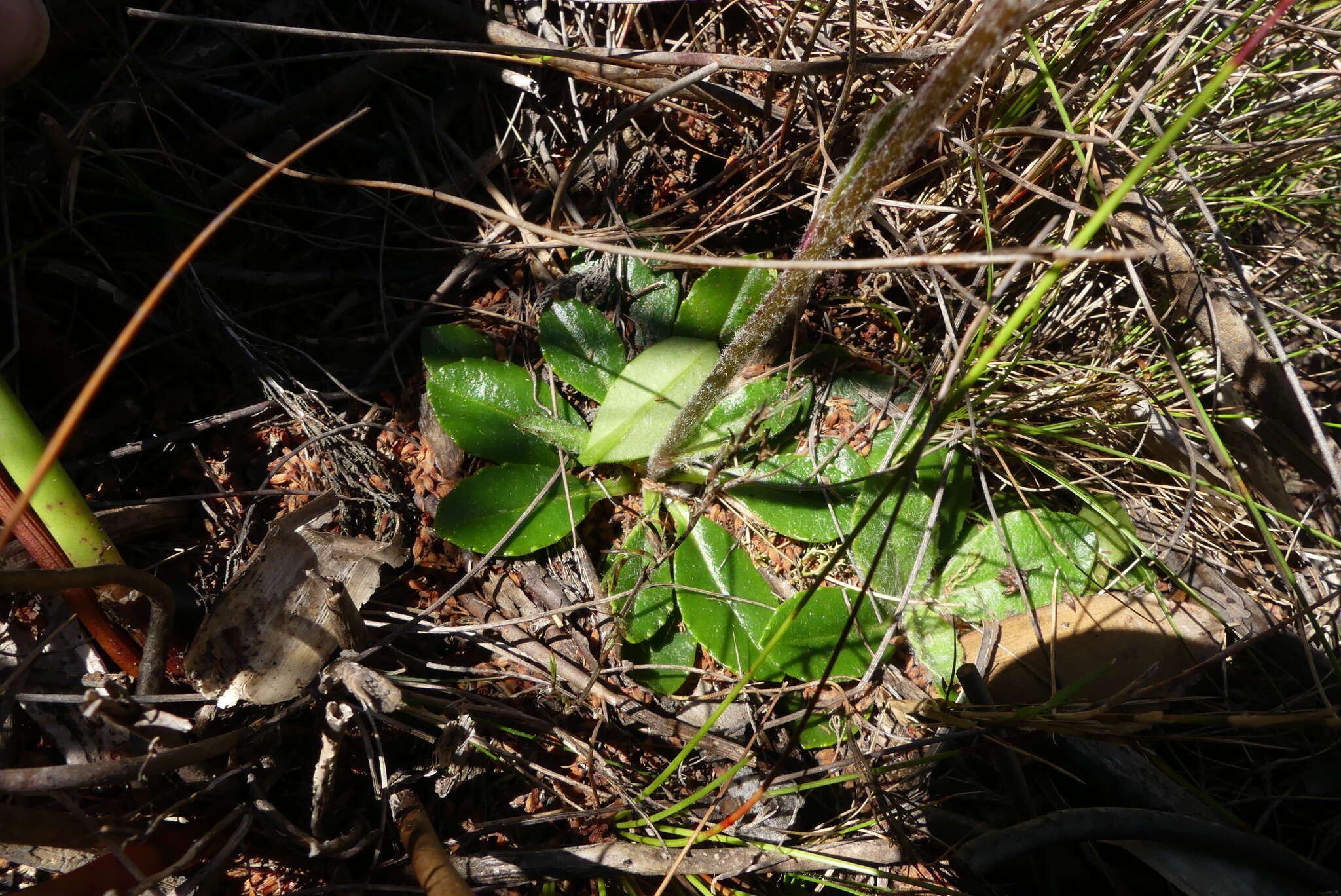 Image of Zyrphelis crenata (Thunb.) Kuntze