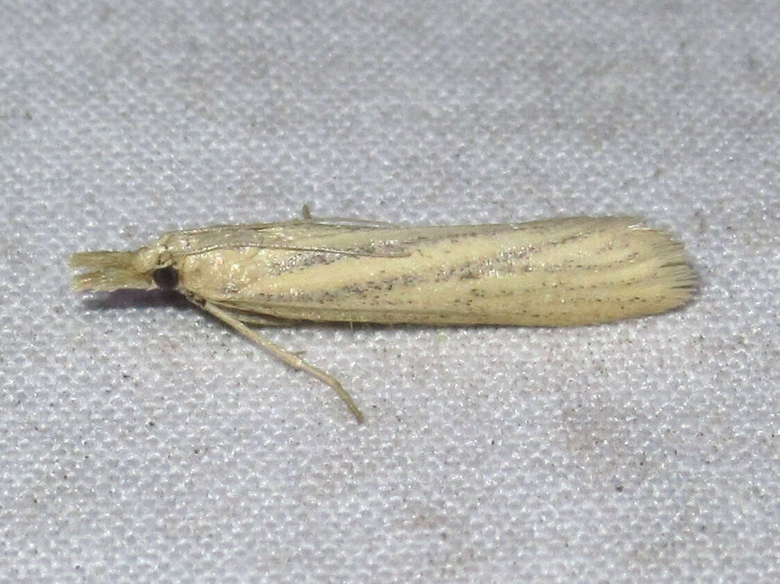 Image of Coenochroa californiella Ragonot 1887