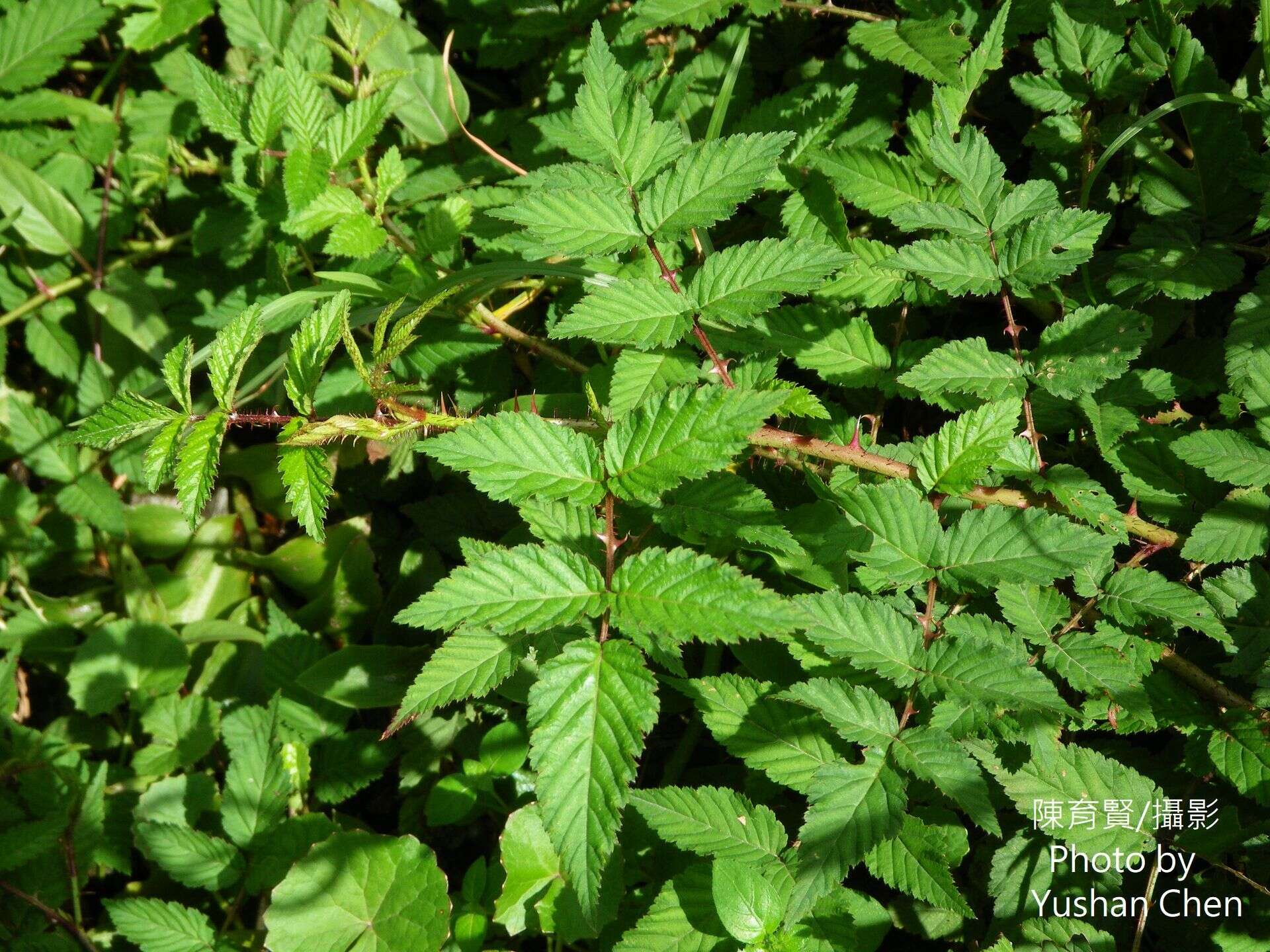 Plancia ëd Rubus sumatranus Miq.