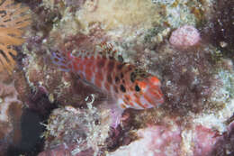 Image of Coral Hawkfish