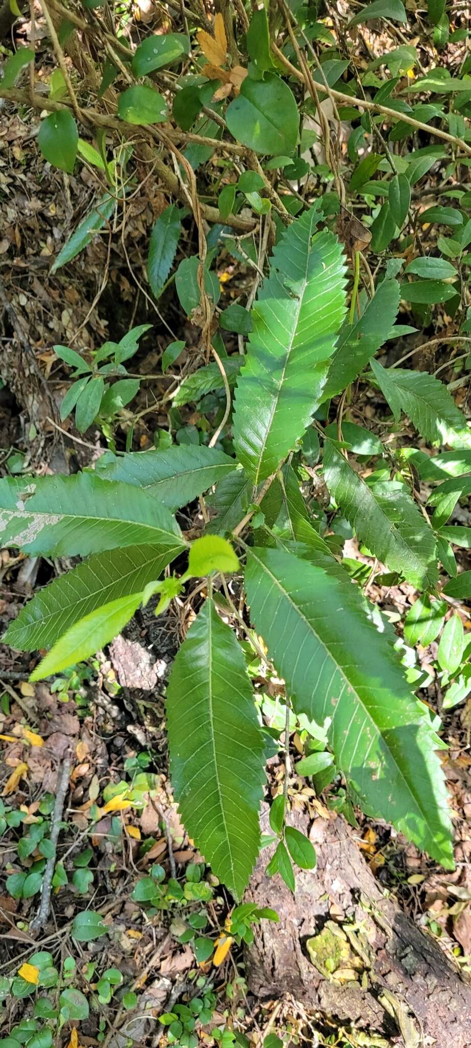 Sivun Caldcluvia paniculata D. Don kuva