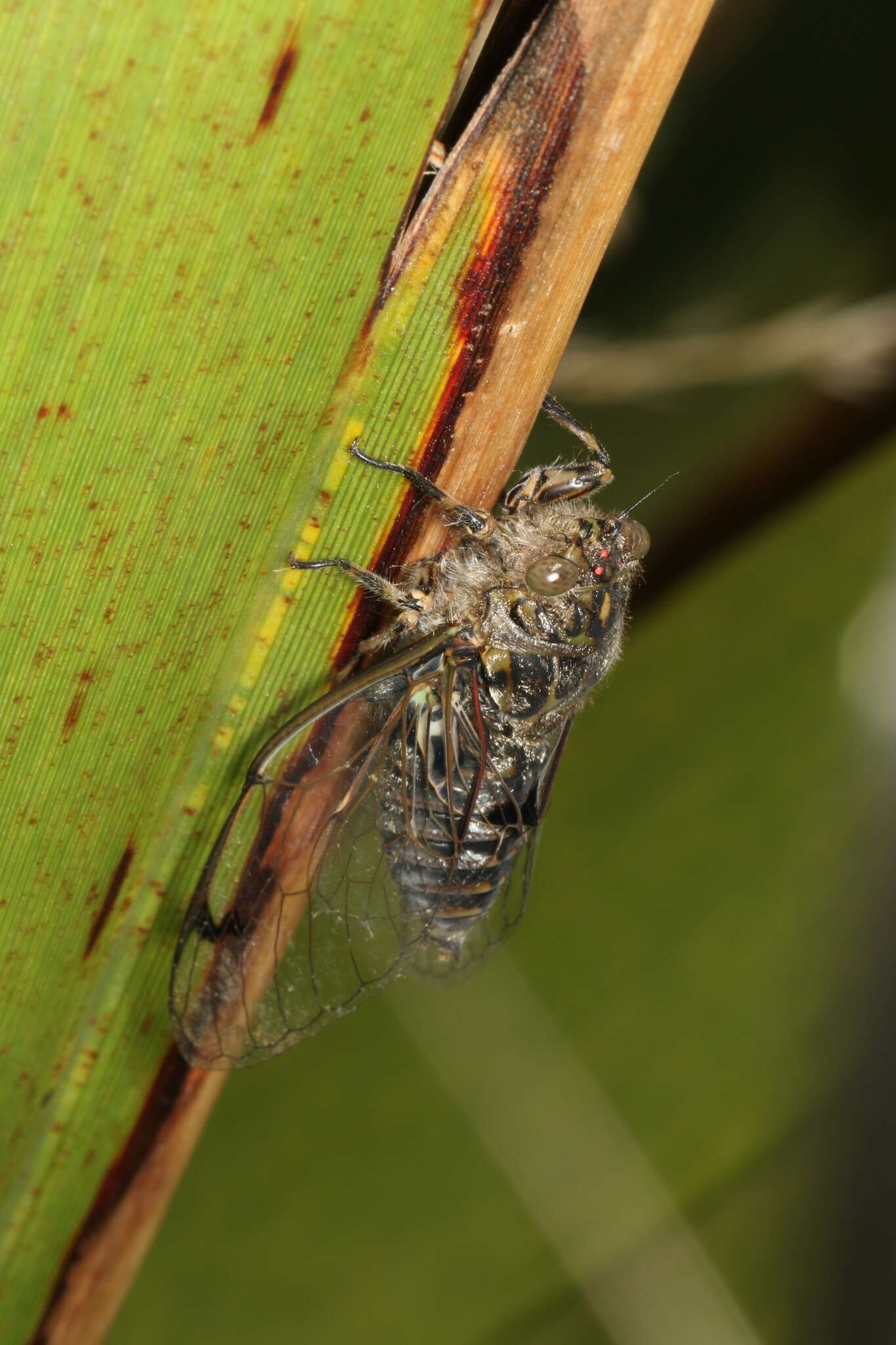 Image of chirping cicada