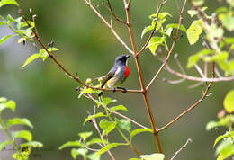 Image of Flame-breasted Flowerpecker