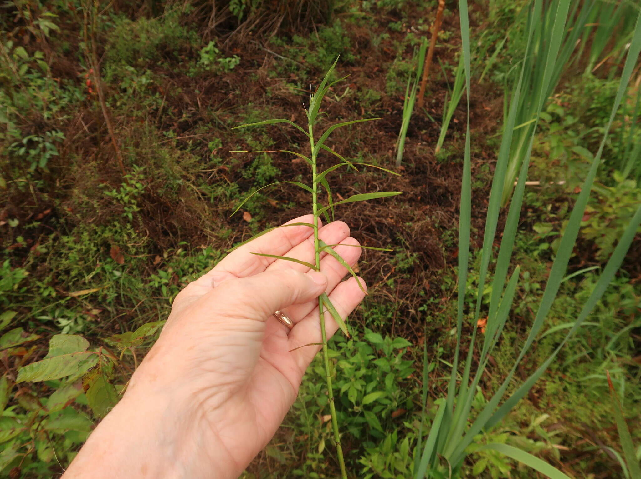 صورة Dulichium arundinaceum var. arundinaceum