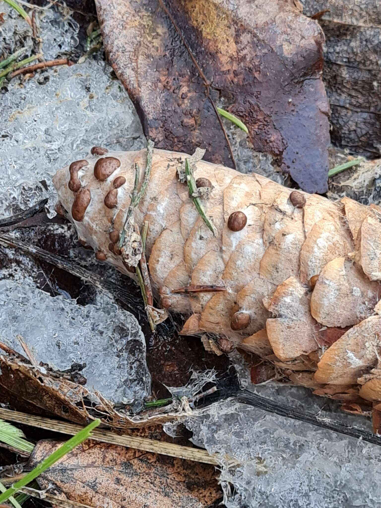 Plancia ëd Athelia rolfsii (Curzi) C. C. Tu & Kimbr. 1978