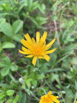 Image of mountain dwarfdandelion