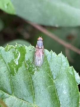 Plancia ëd Tephrochlamys flavipes (Zetterstedt 1838)