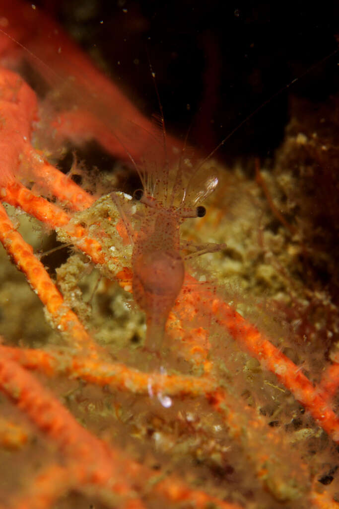 Image of crystal prawn