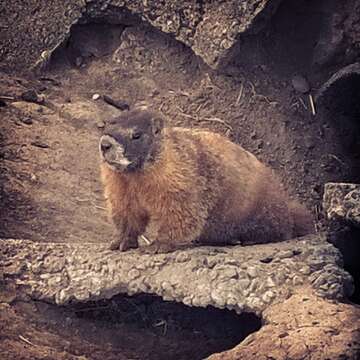 Image of Marmota subgen. Petromarmota Steppan et al. 1999