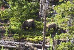 Image of grizzly bear