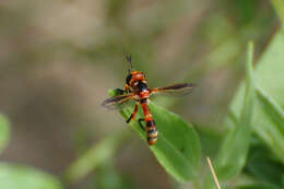 Sivun Physoconops fronto (Williston 1885) kuva