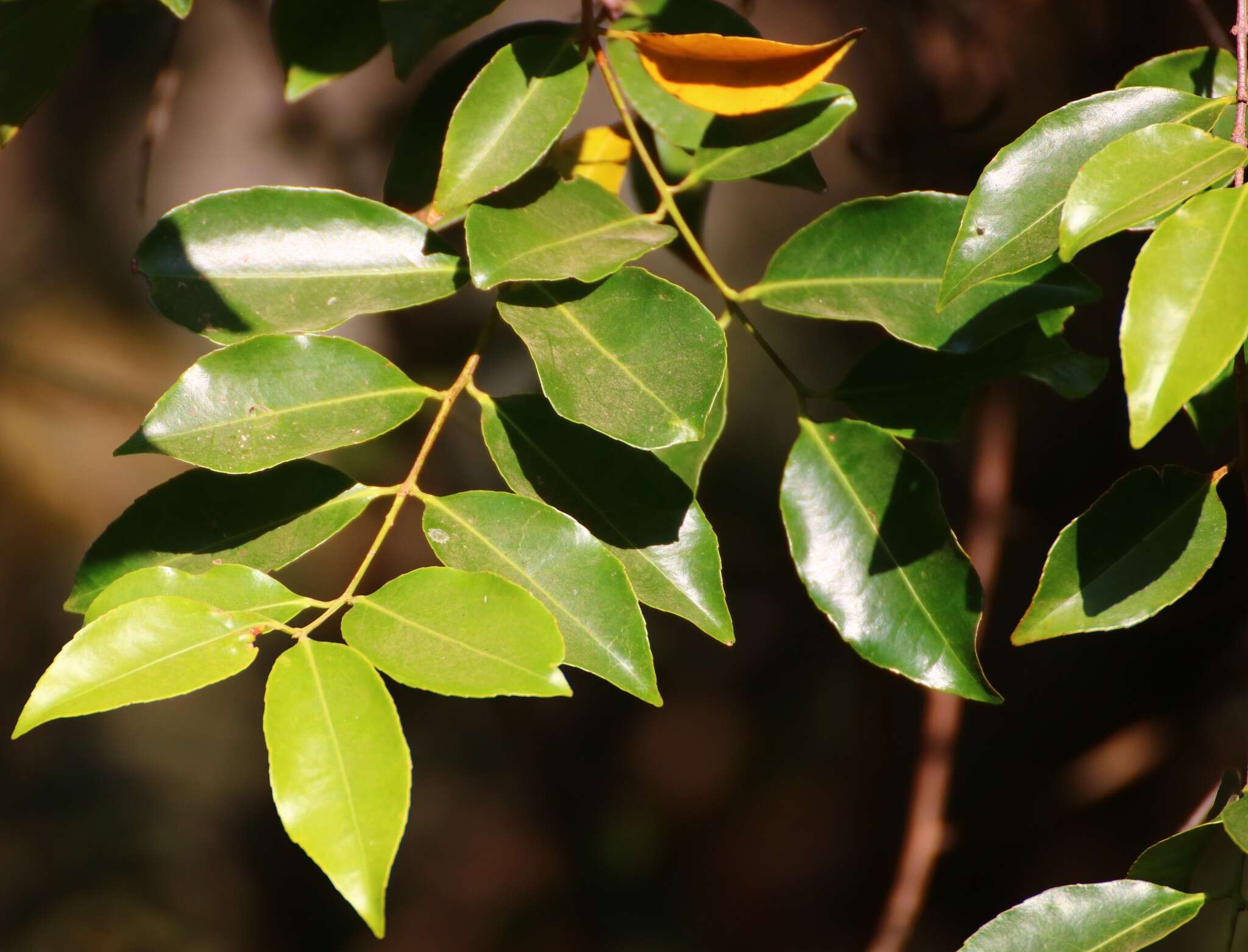 Image of Salacia chinensis L.