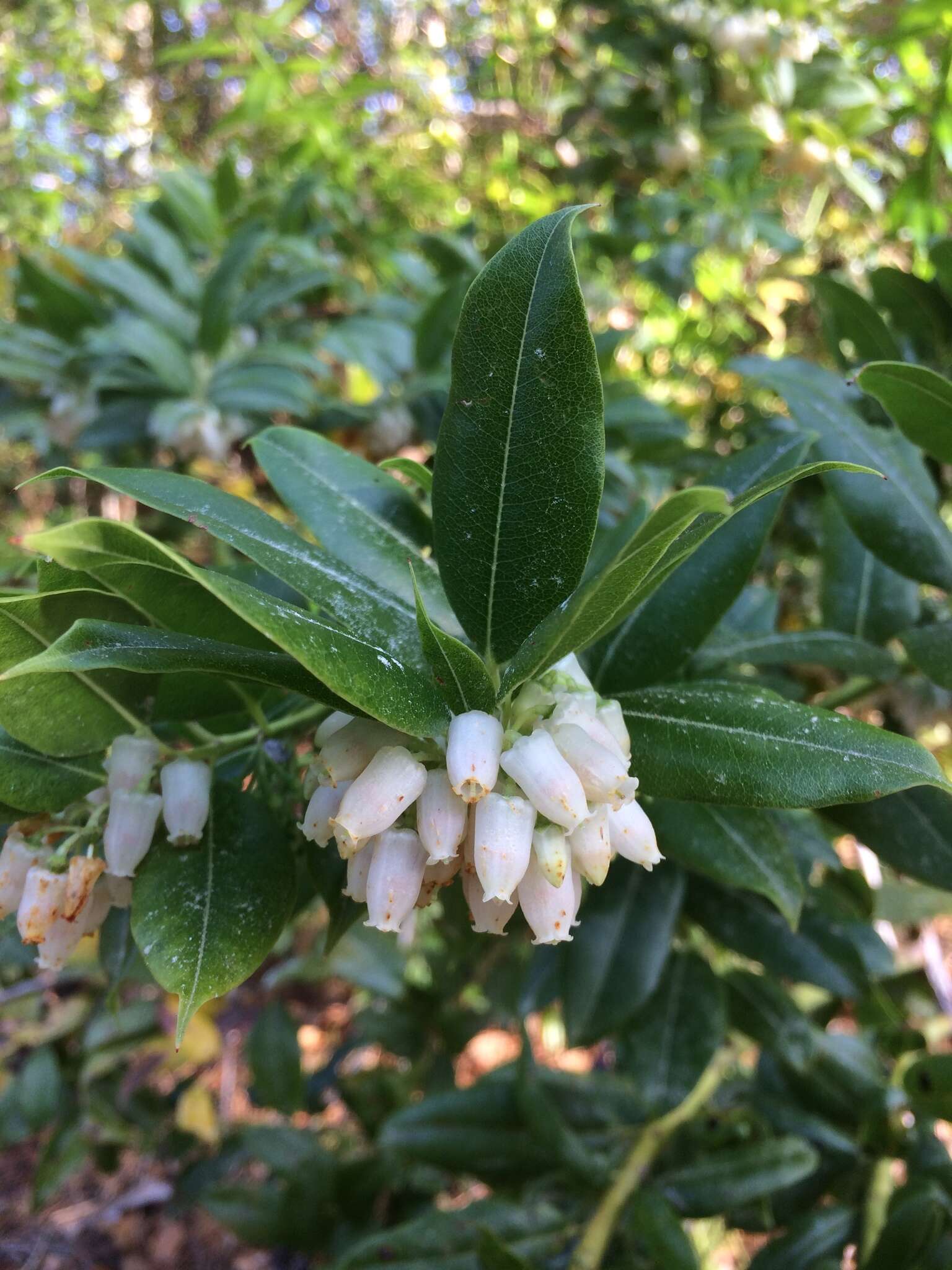 Agarista populifolia (Lam.) W. S. Judd的圖片