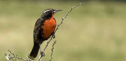 Image of Long-tailed Meadowlark