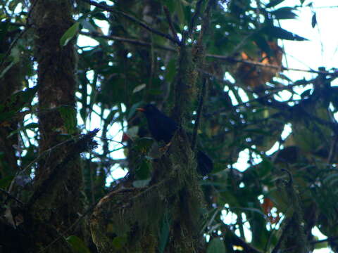 Imagem de Turdus serranus Tschudi 1844