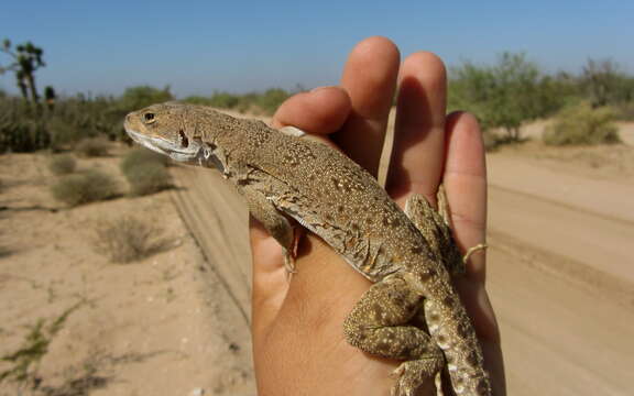 Image of Cope's leopard lizard