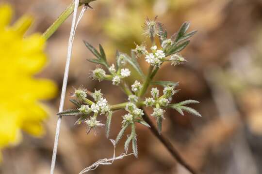 Image of Daucus involucratus Sibth. & Sm.