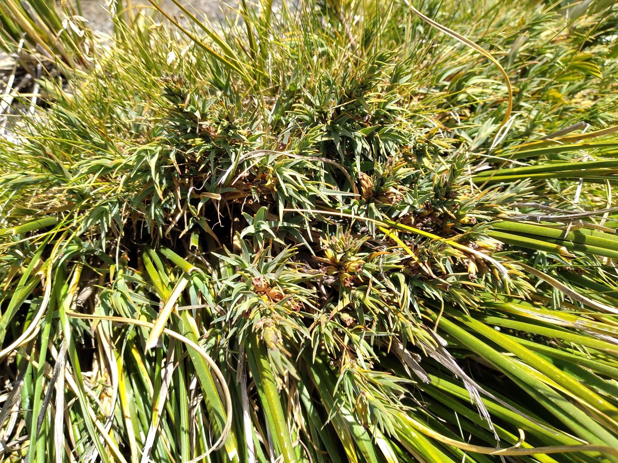 Слика од Dracophyllum kirkii Berggr.