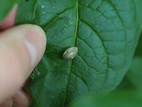 Image of Girdled snail