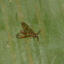 صورة Sphecosoma cognata Walker 1856