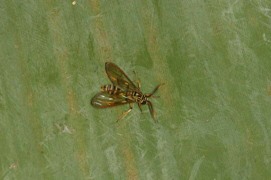 Image of Sphecosoma cognata Walker 1856