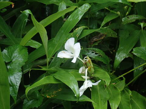 Image of white garland-lily