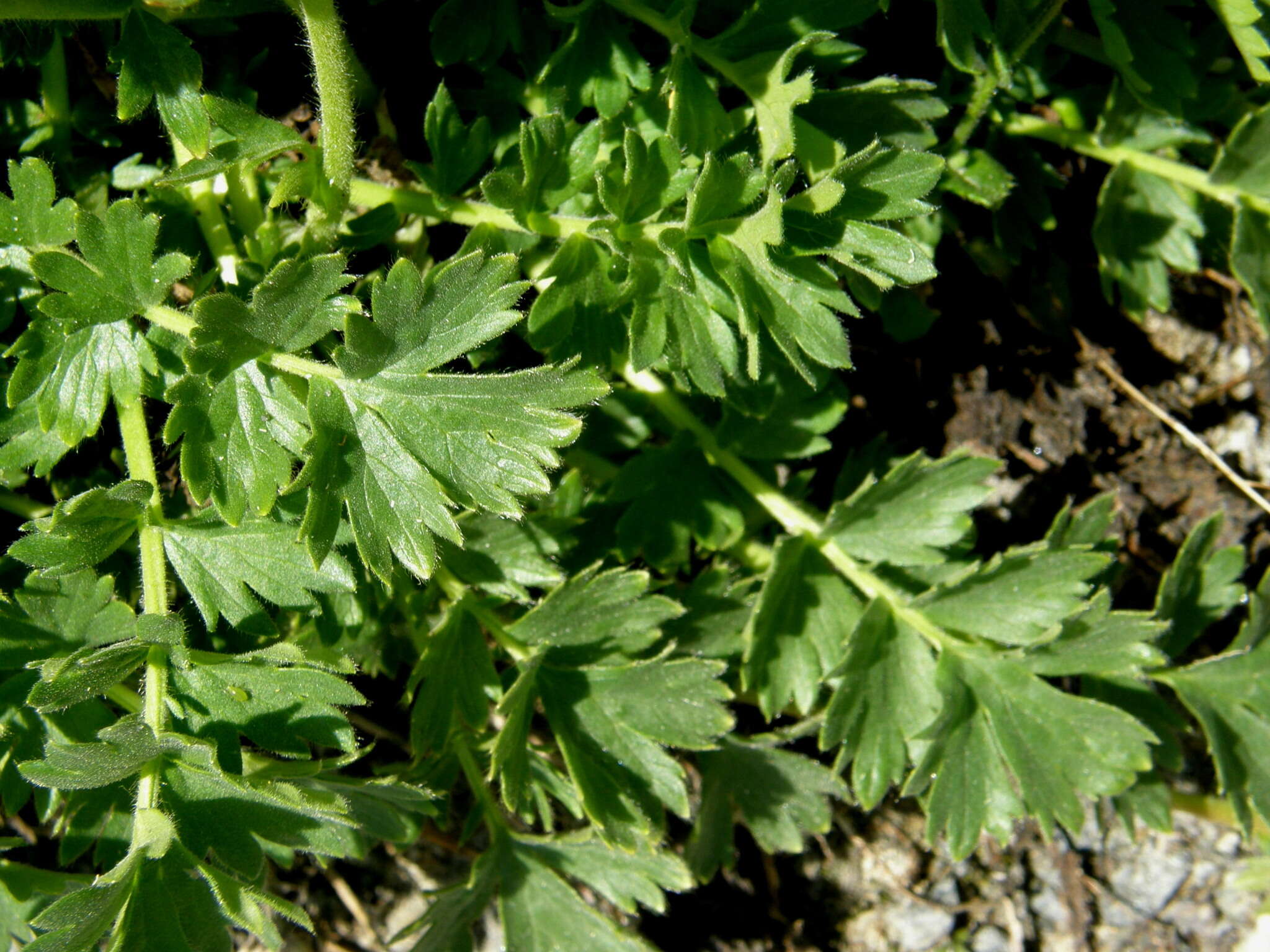 Geum reptans L.的圖片