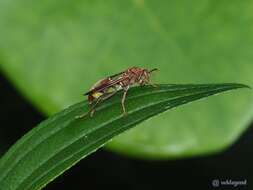 Image of Polistes stigma (Fabricius 1793)