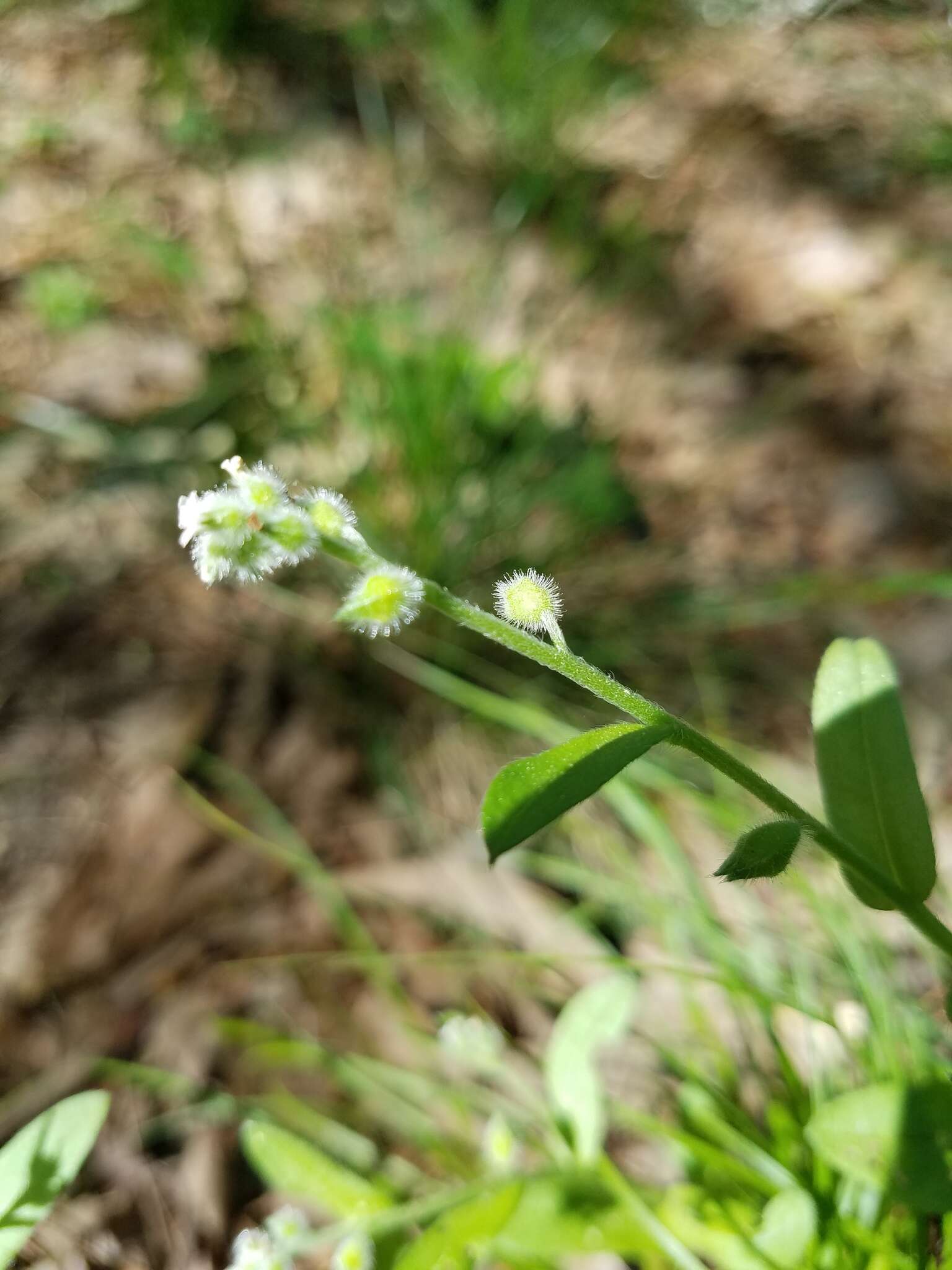 Imagem de Myosotis macrosperma Engelm.