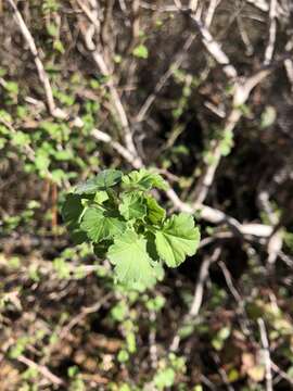 Image of straggly gooseberry