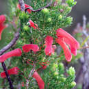 Plancia ëd Erica pillansii subsp. fervida (L. Bolus) E. G. H. Oliv. & I. M. Oliv.