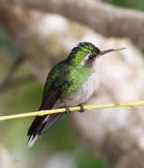 Image de Cynanthus forficatus (Ridgway 1885)