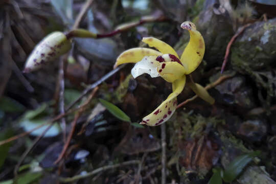 Image of Maxillaria picta Hook.