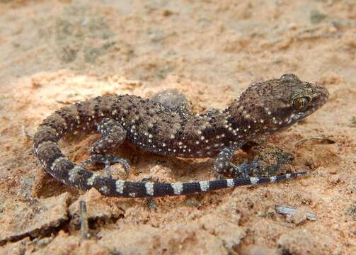 Image of Bynoe's gecko