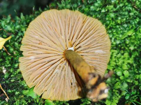 Image of Heimiomyces velutipes (G. Stev.) J. A. Cooper 2014