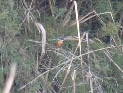 Image of Alcedo atthis ispida Linnaeus 1758