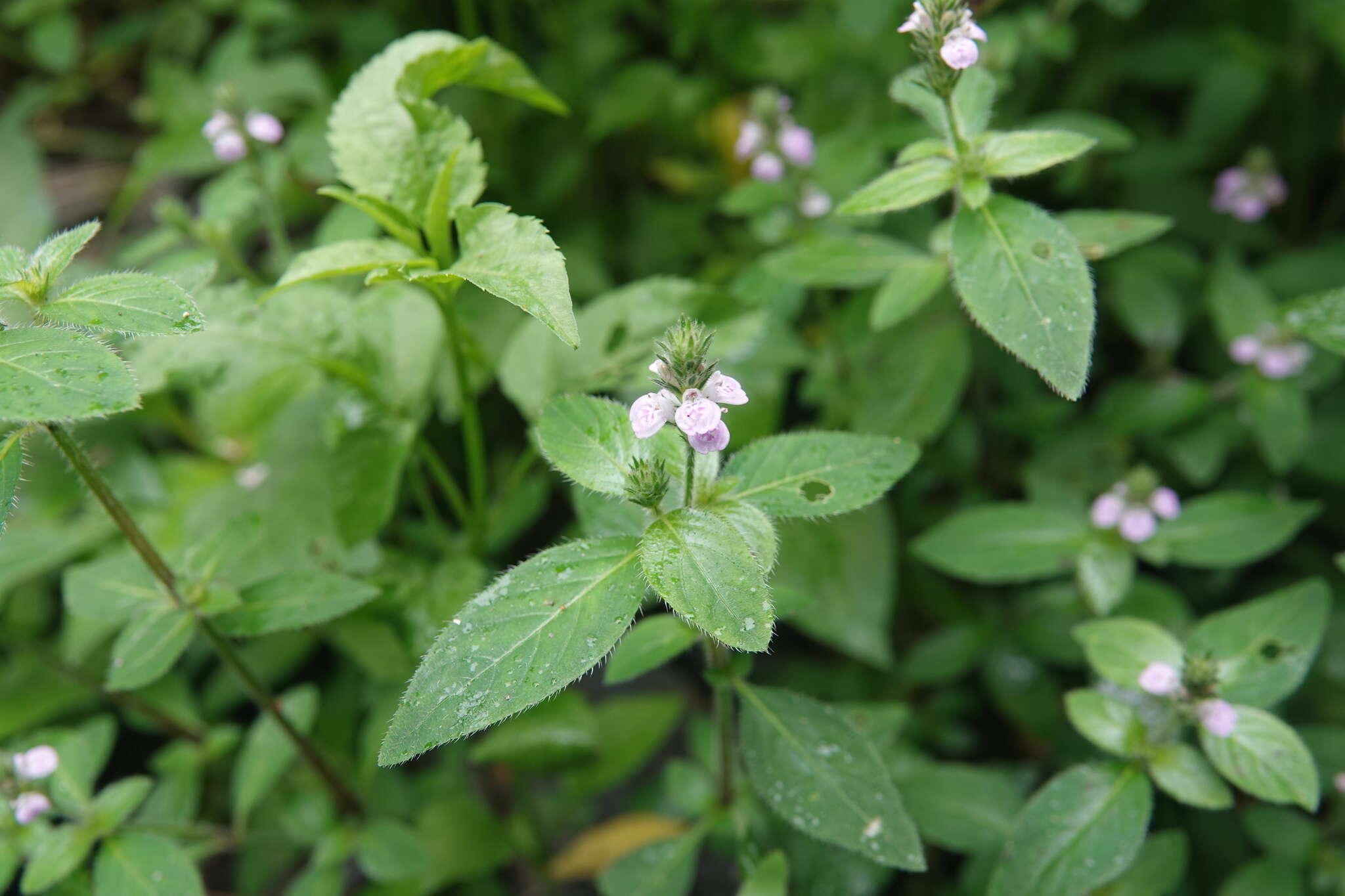 Image of Justicia procumbens L.