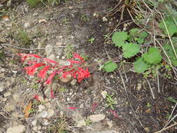 Imagem de Salvia roemeriana Scheele